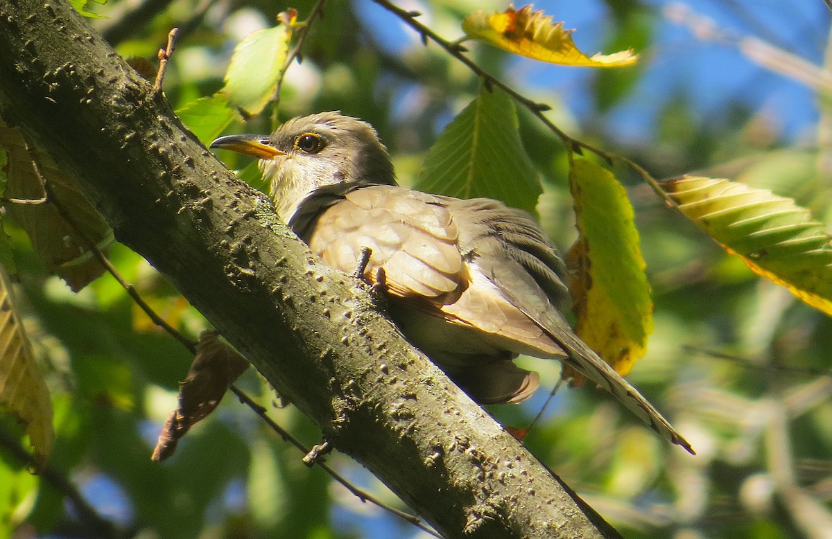Cuclillo Piquigualdo - ML643471526
