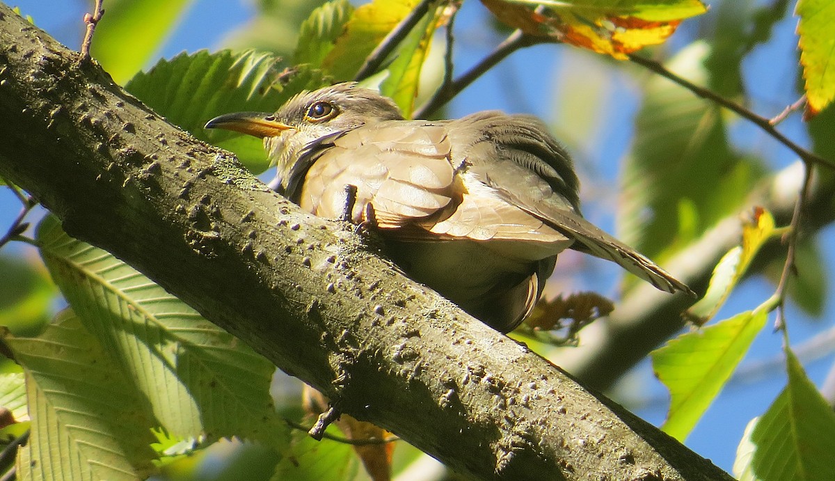 Cuclillo Piquigualdo - ML643471528