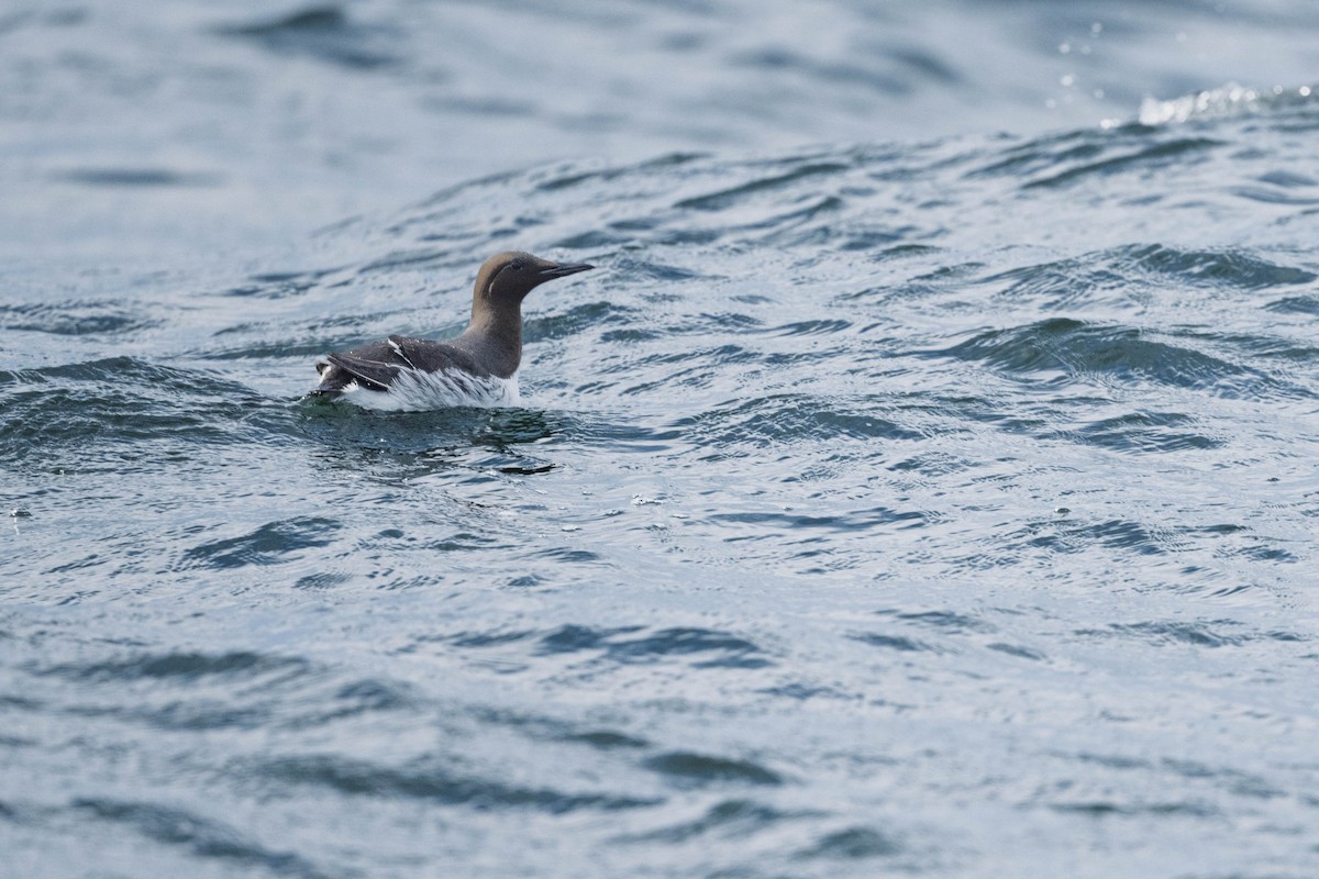 alkoun úzkozobý - ML643471529