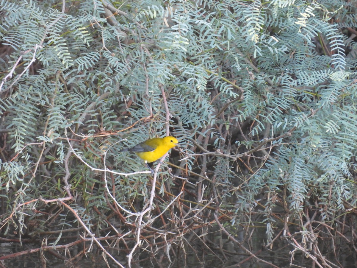 Prothonotary Warbler - ML643471544