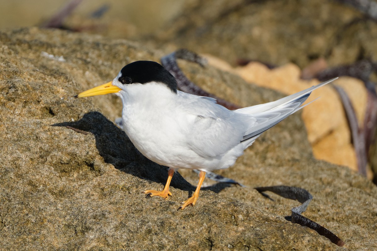 Australian Fairy Tern - ML643471548
