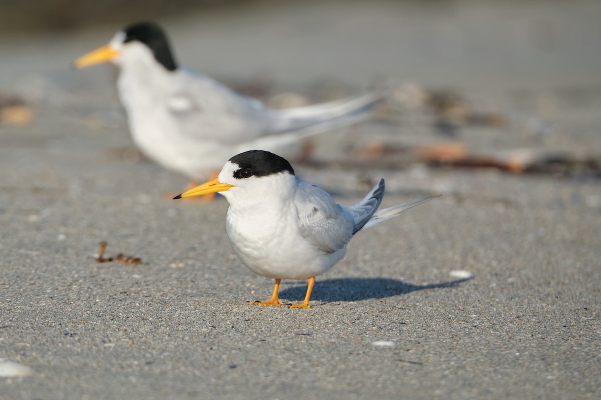 Australian Fairy Tern - ML643471549