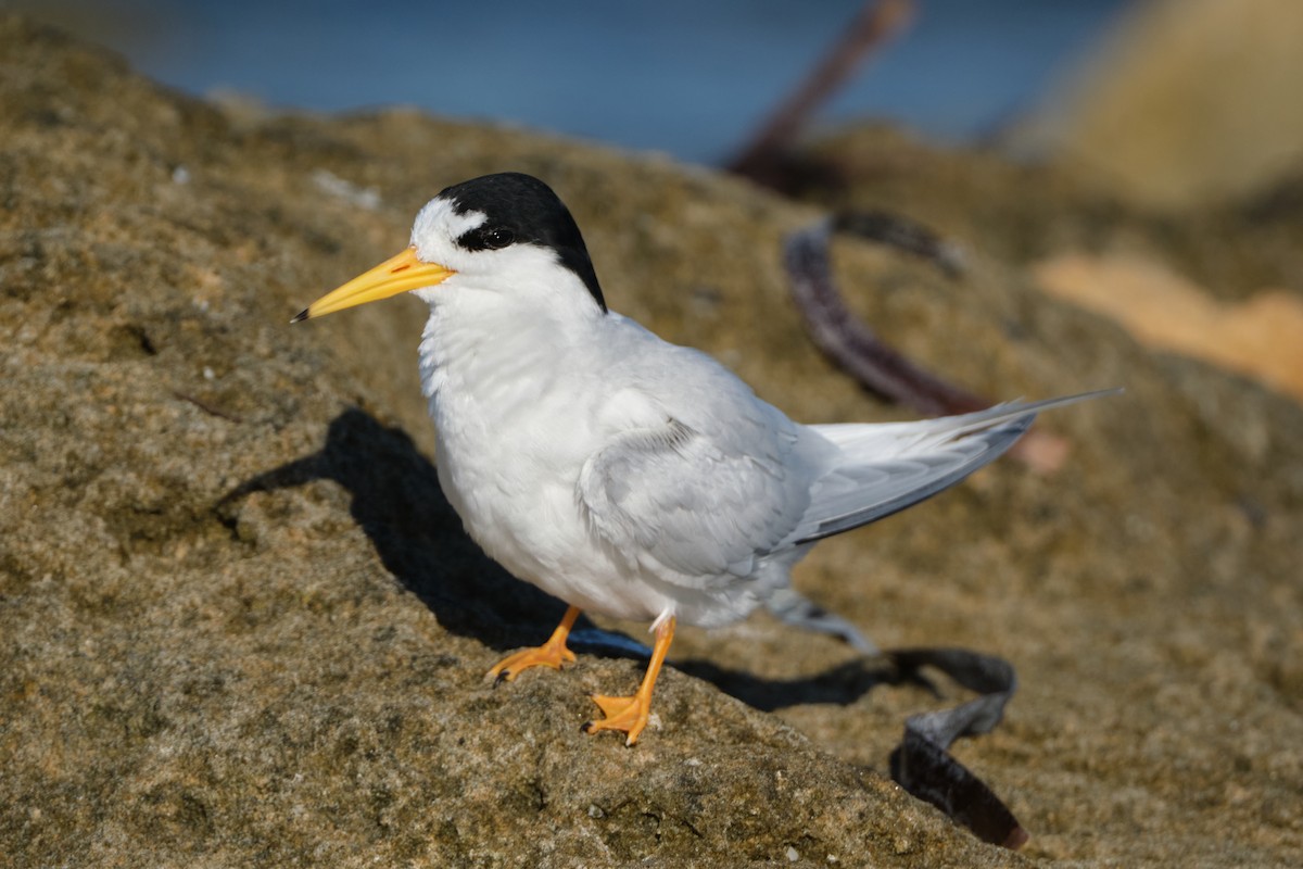 Australian Fairy Tern - ML643471550