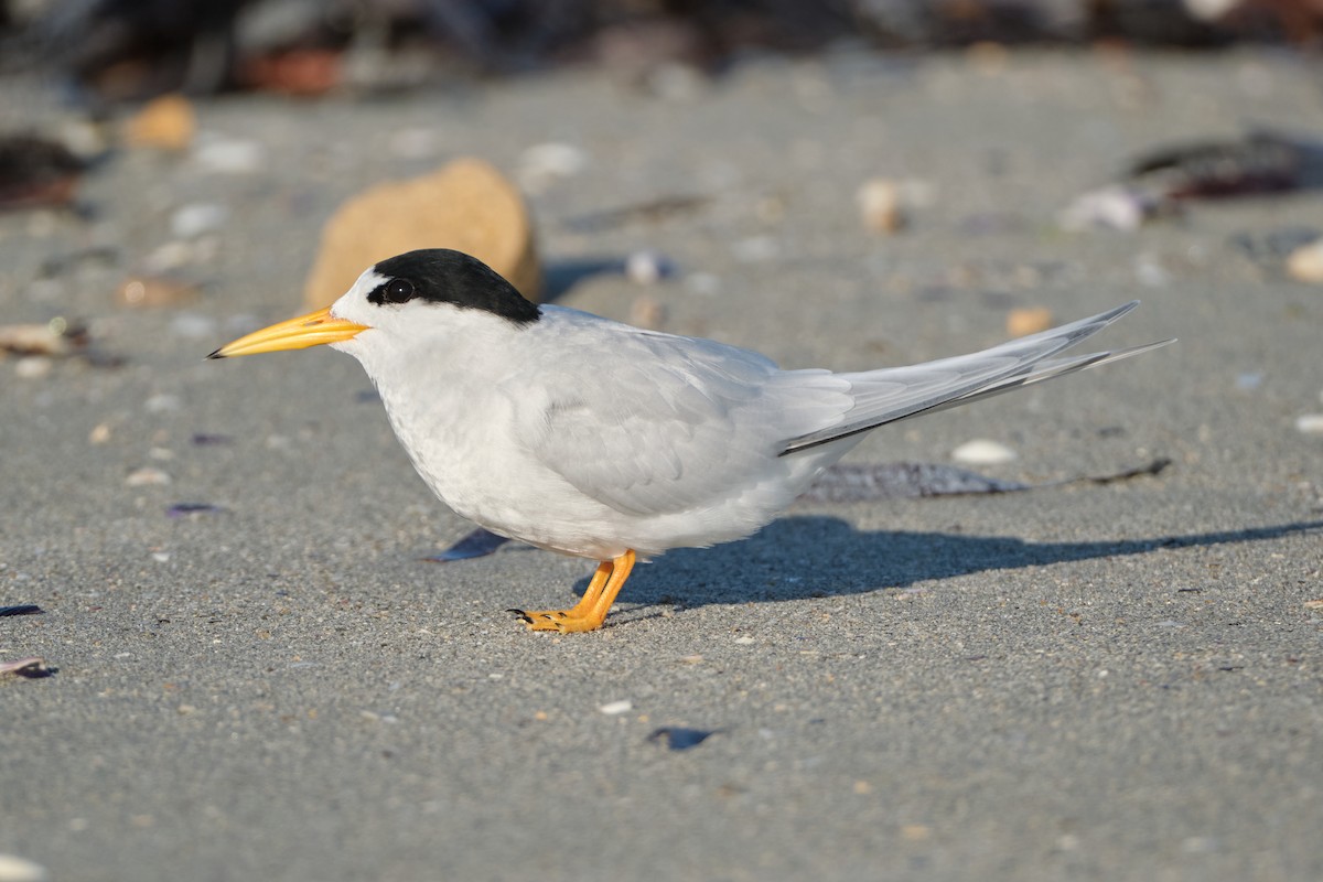 Australian Fairy Tern - ML643471551