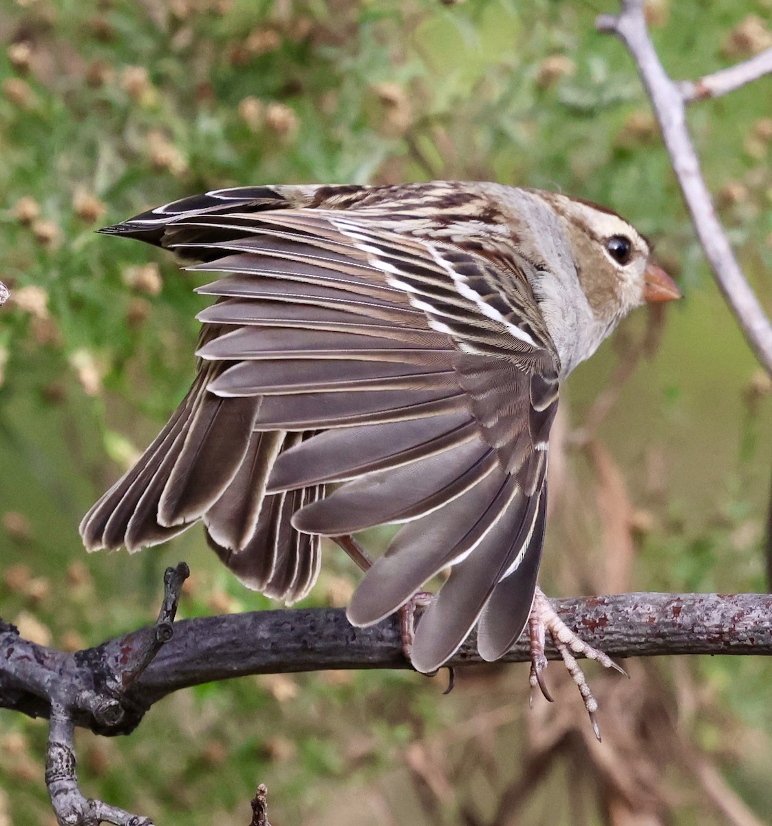 White-crowned Sparrow - ML643471566