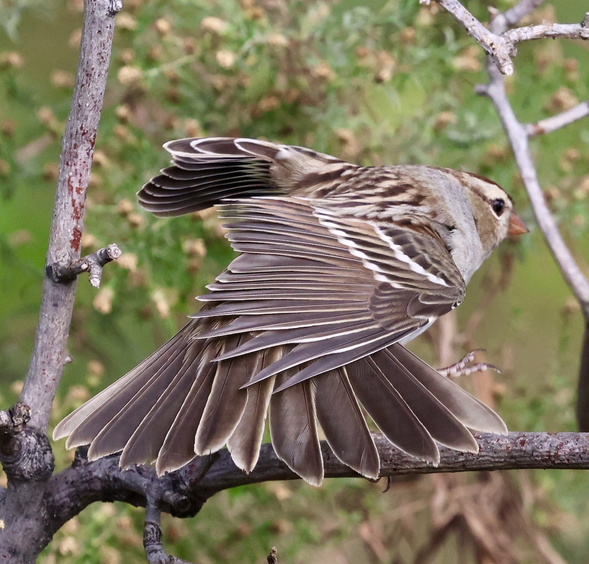 White-crowned Sparrow - ML643471567