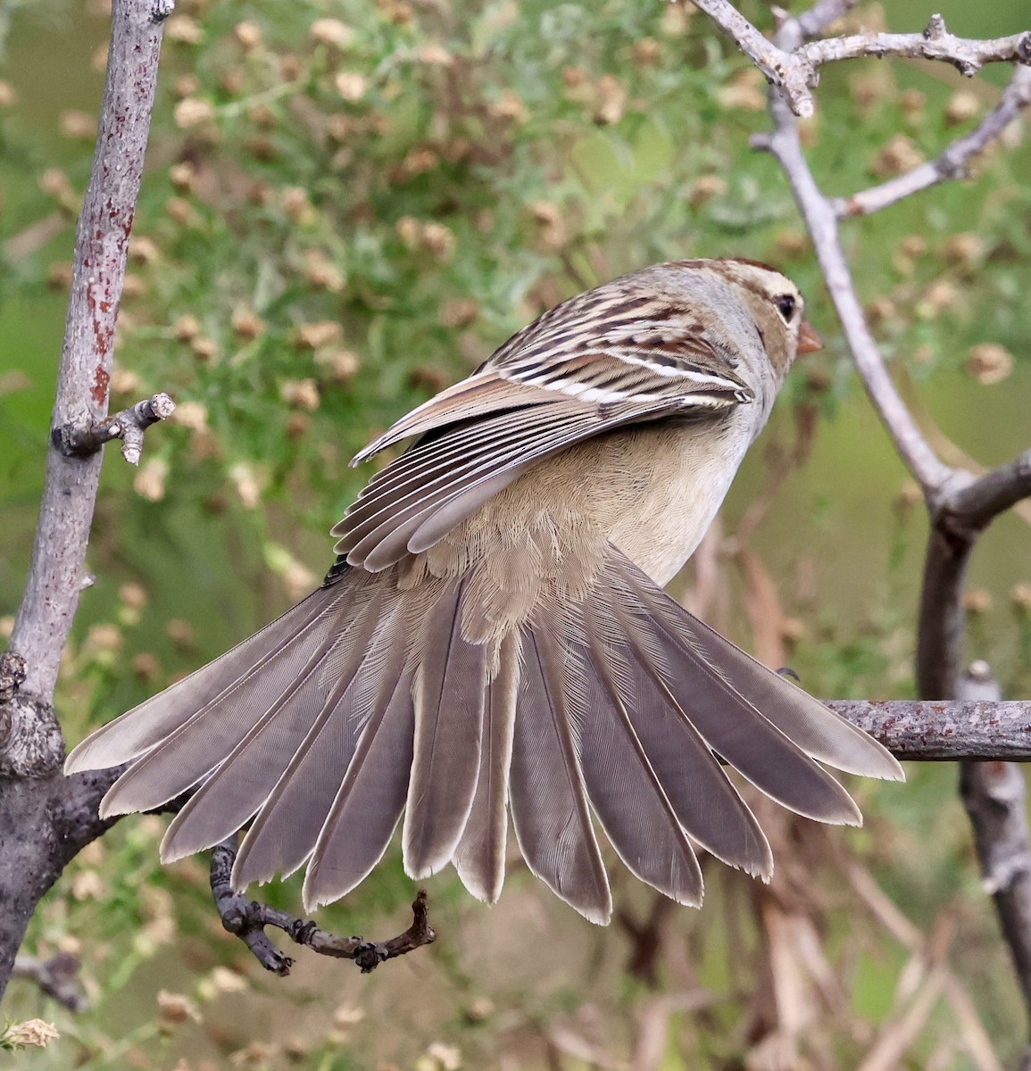 White-crowned Sparrow - ML643471568
