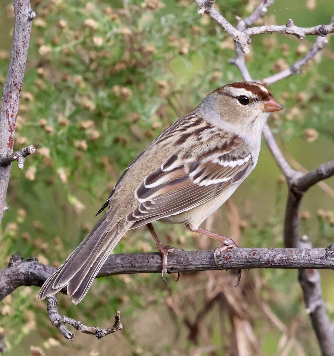 White-crowned Sparrow - ML643471569