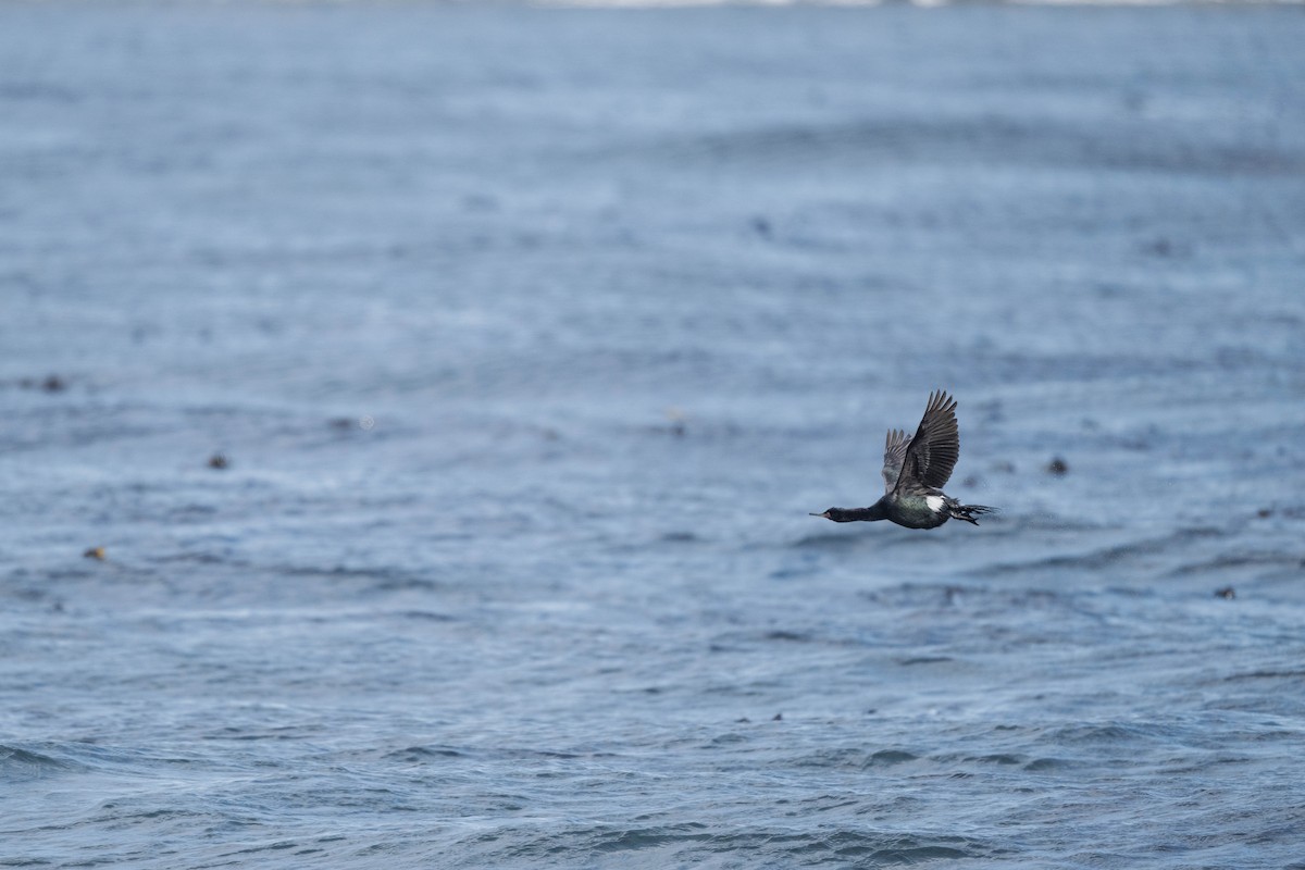 Pelagic Cormorant - ML643471592