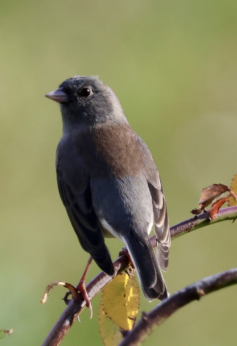 Dark-eyed Junco - ML643471605