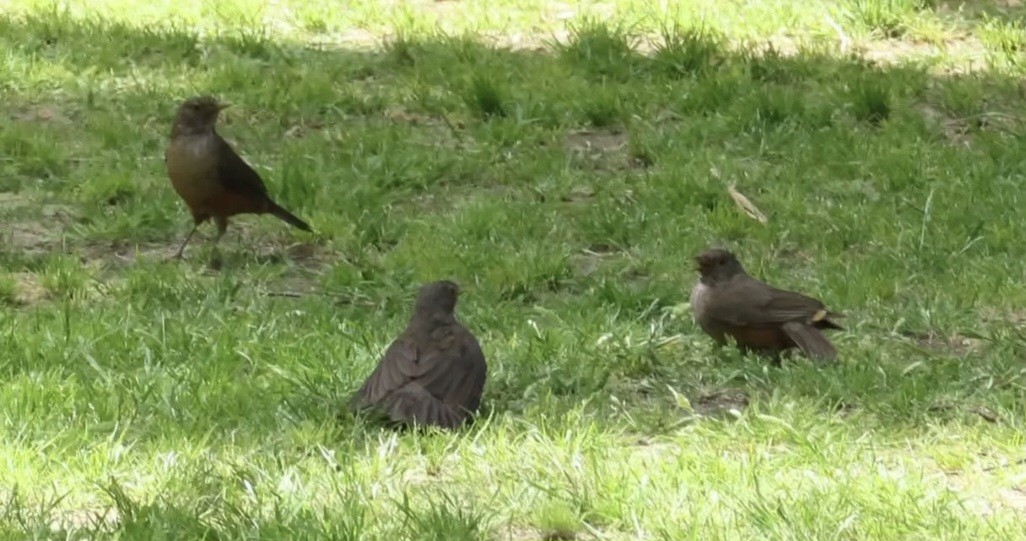 Rufous-bellied Thrush - ML643471609