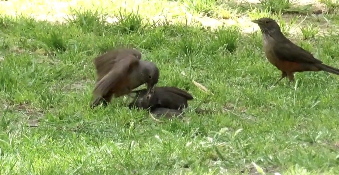 Rufous-bellied Thrush - ML643471610