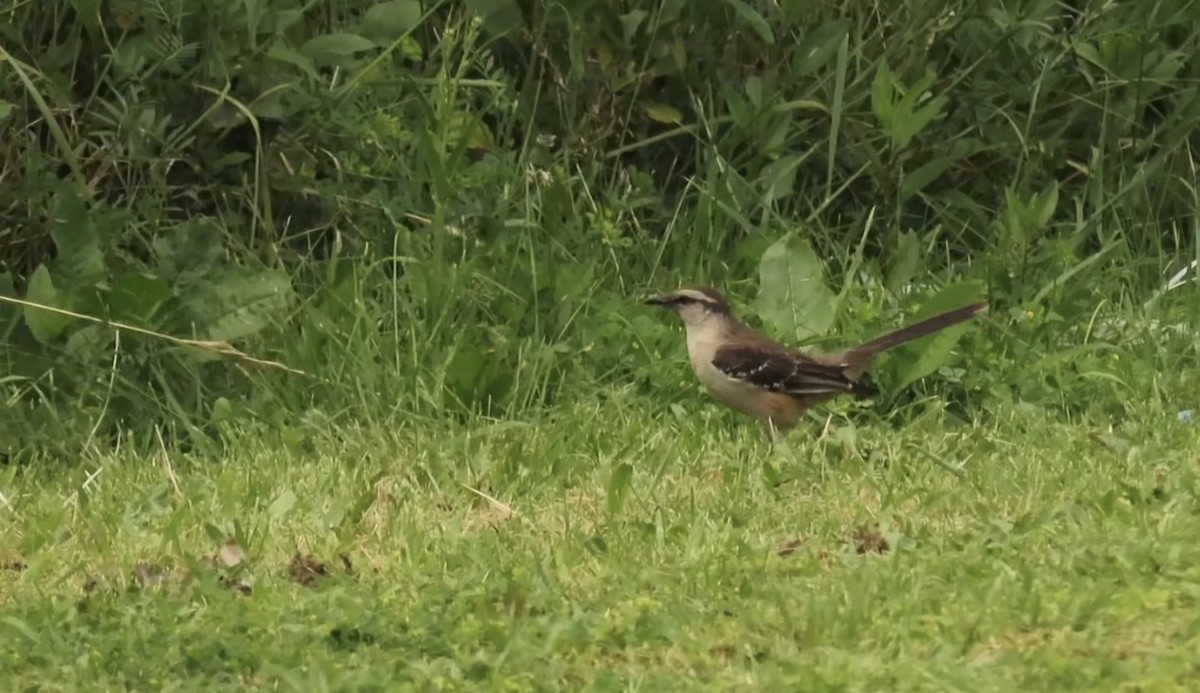 Chalk-browed Mockingbird - ML643471616
