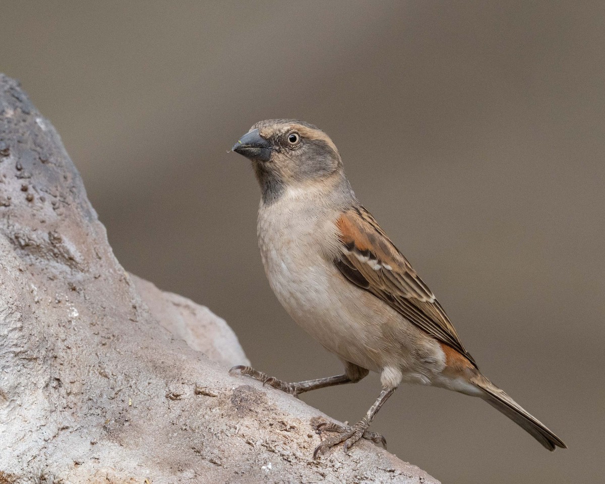 Kenya Rufous Sparrow - ML643471621