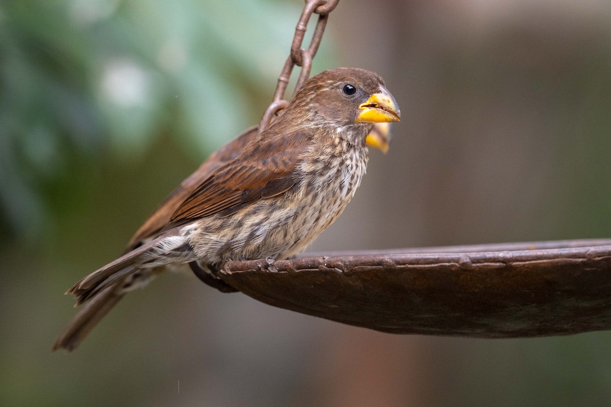 Grosbeak Weaver - ML643471624