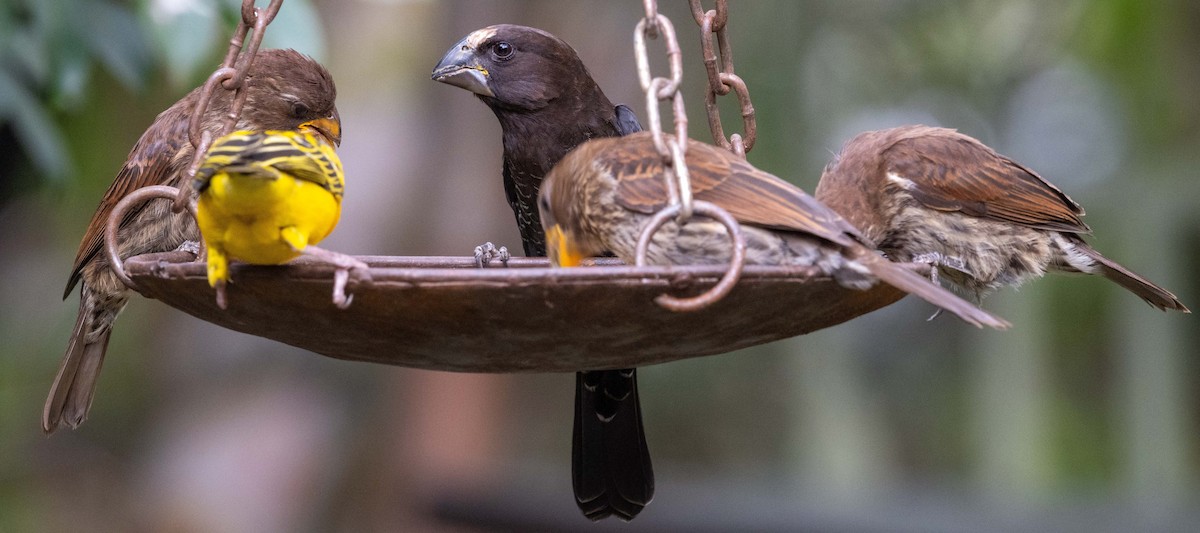 Grosbeak Weaver - ML643471625