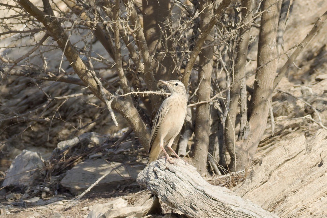 Long-billed Pipit - ML643471627