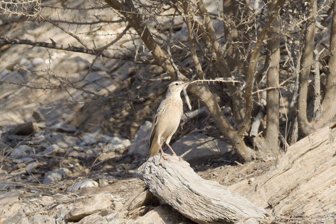 Long-billed Pipit - ML643471628