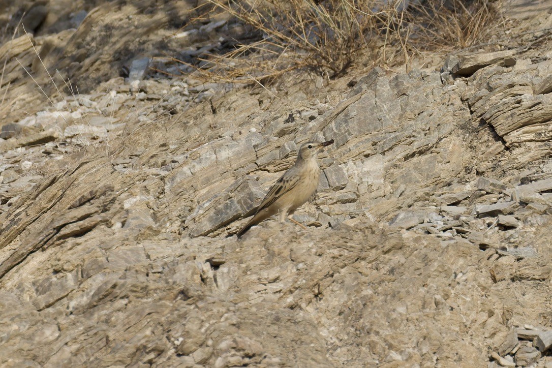 Long-billed Pipit - ML643471630