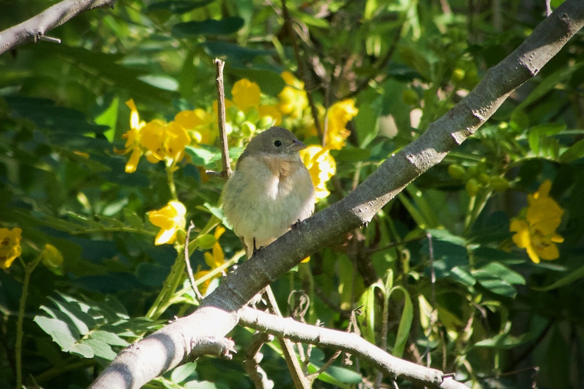 Lazuli Bunting - ML643471637