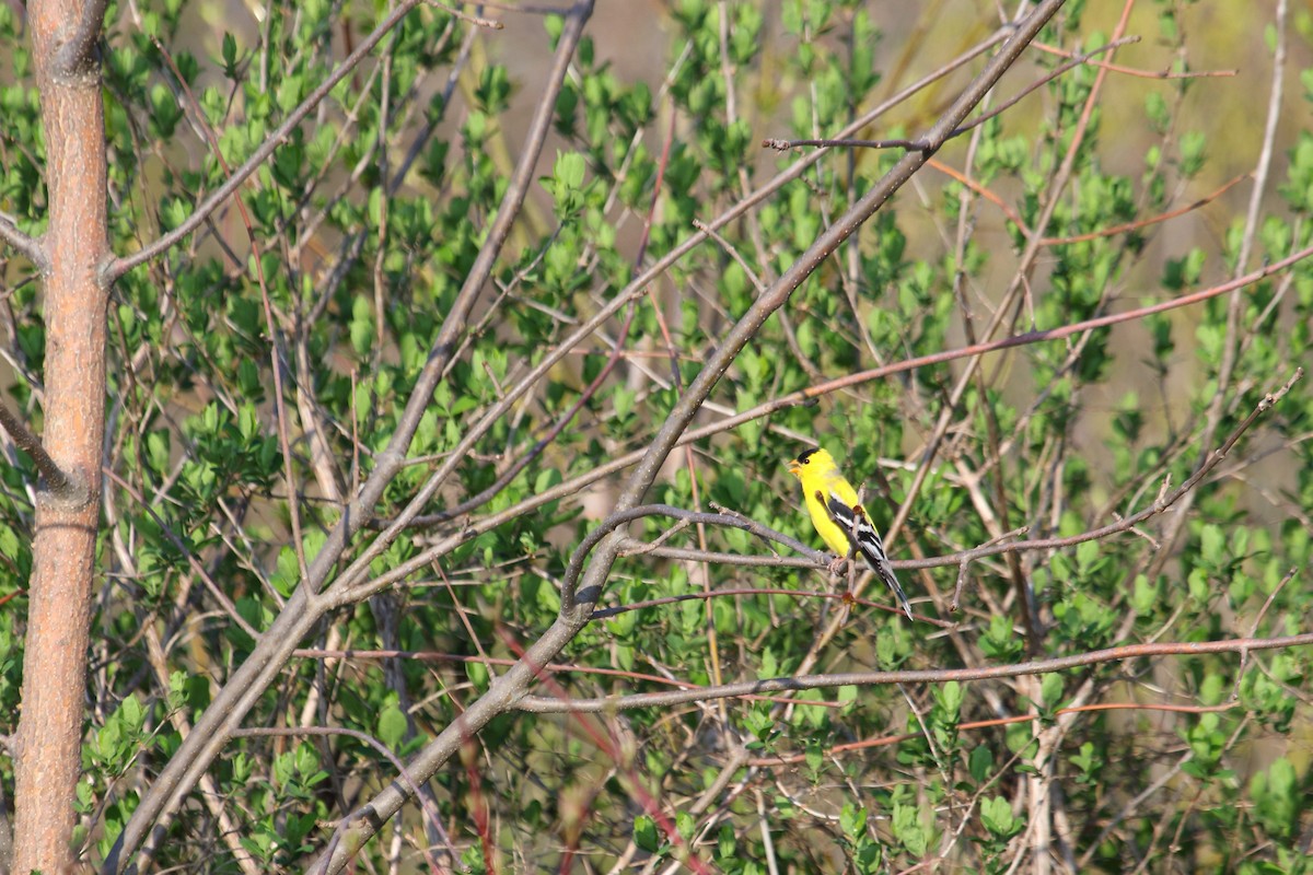 Чиж золотий - ML643471648