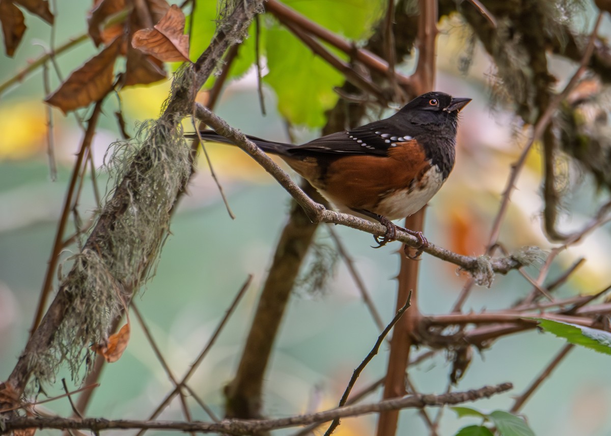 Spotted Towhee - ML643471652