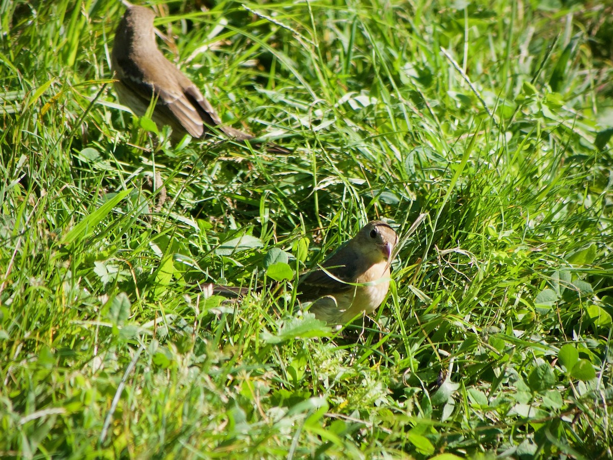 Lazuli Bunting - ML643471692