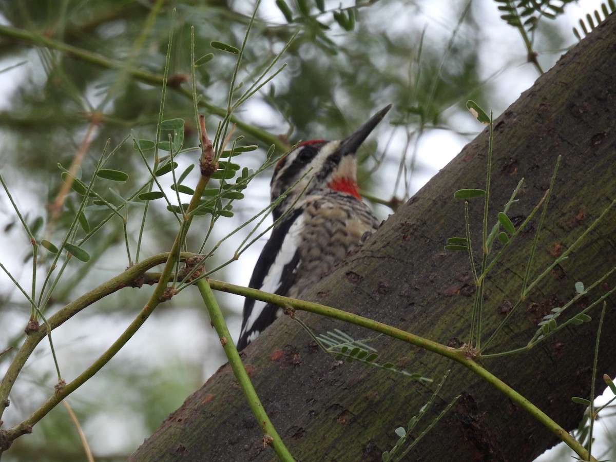 Red-naped Sapsucker - ML643471718