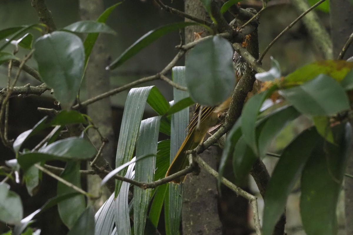 Mountain Bulbul - ML643471719