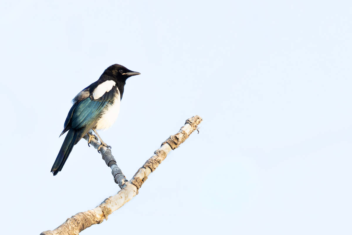 Black-billed Magpie - ML643471725