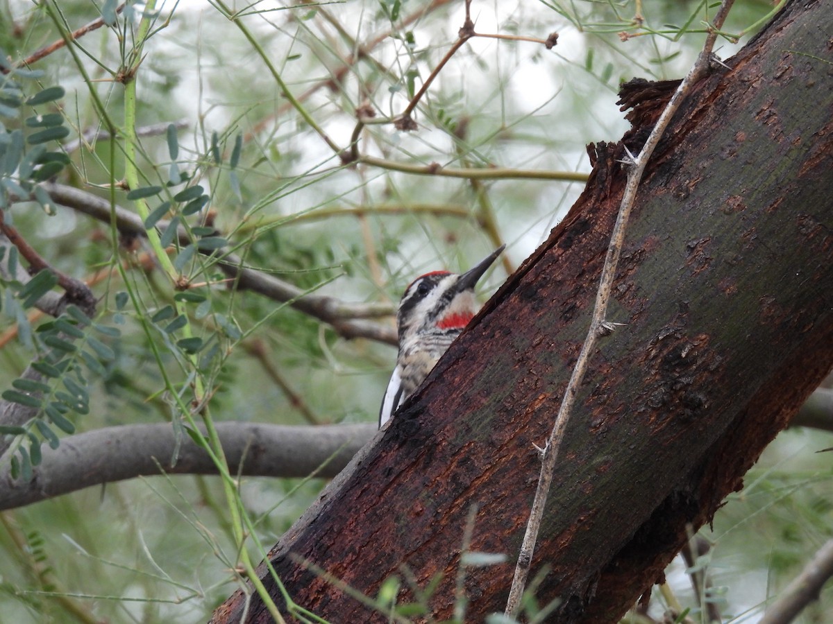 Red-naped Sapsucker - ML643471726