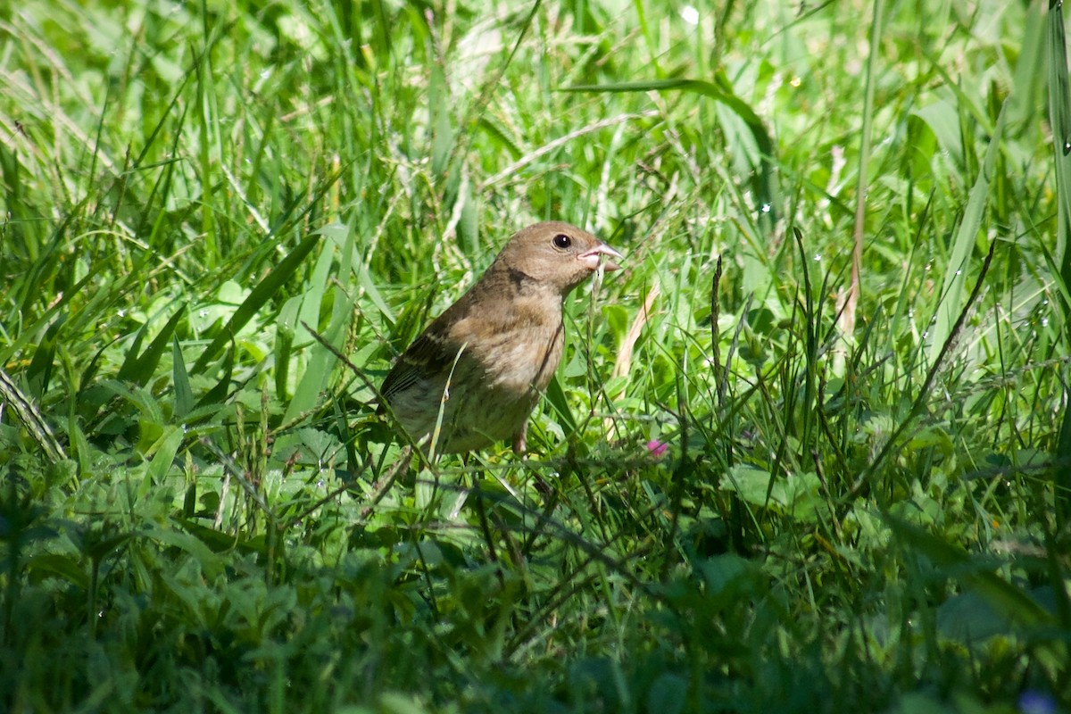 lazulispurv/indigospurv - ML643471735