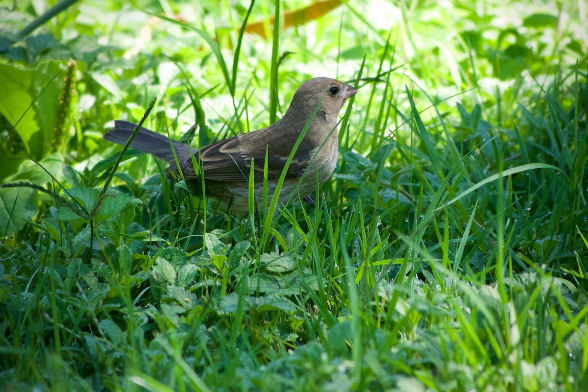 lazulispurv/indigospurv - ML643471754