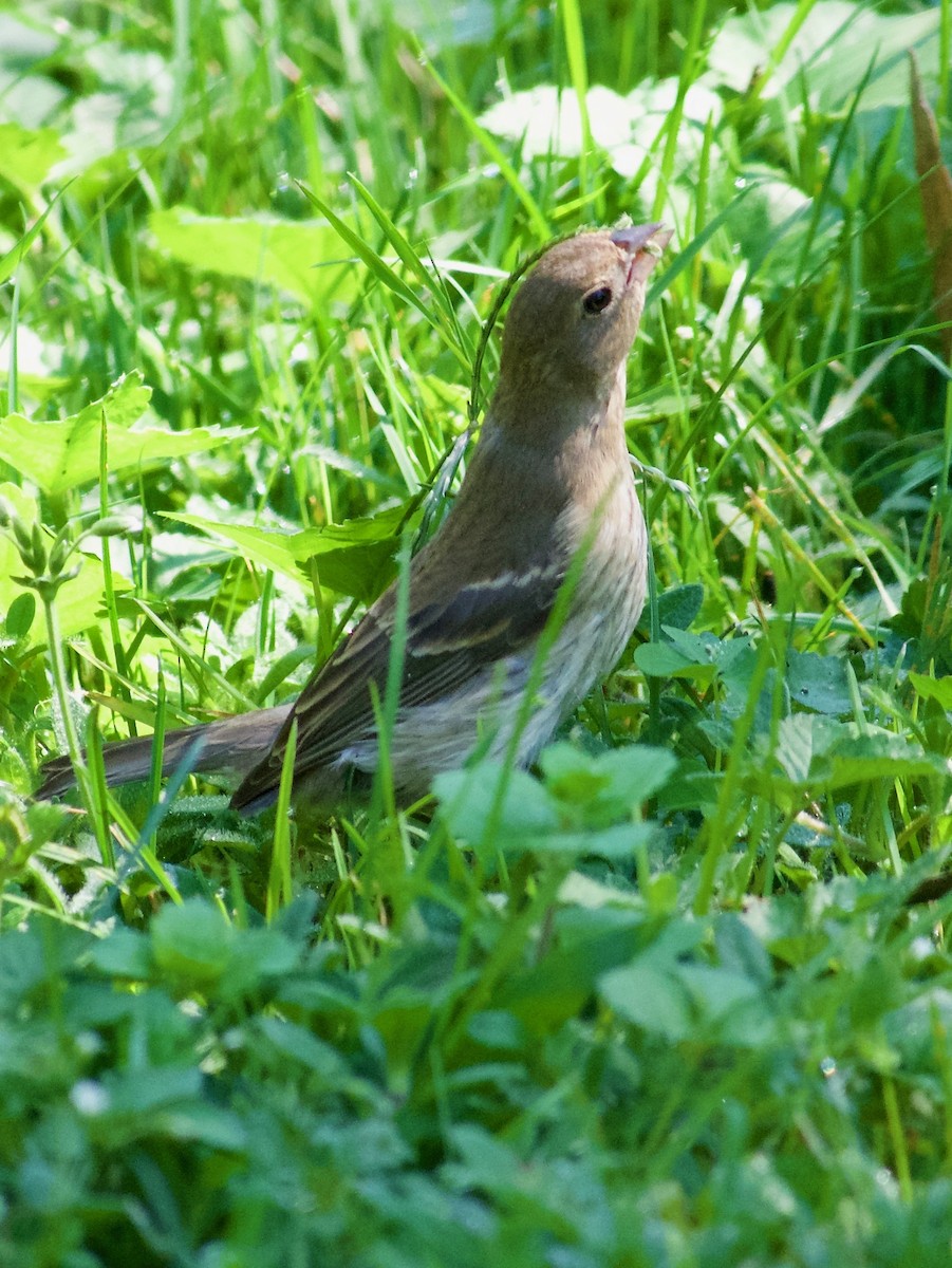 lazulispurv/indigospurv - ML643471780