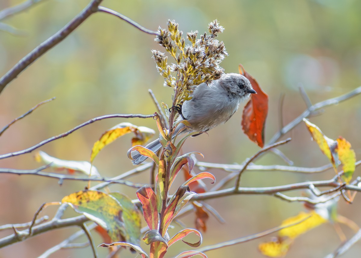 Bushtit - ML643471784