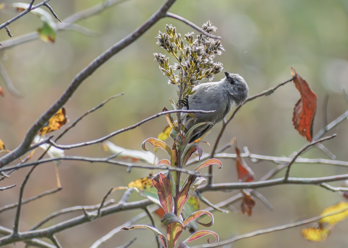 Bushtit - ML643471785