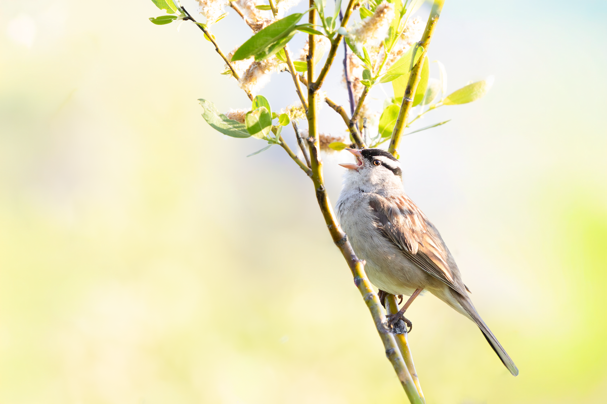 White-crowned Sparrow - ML643471801