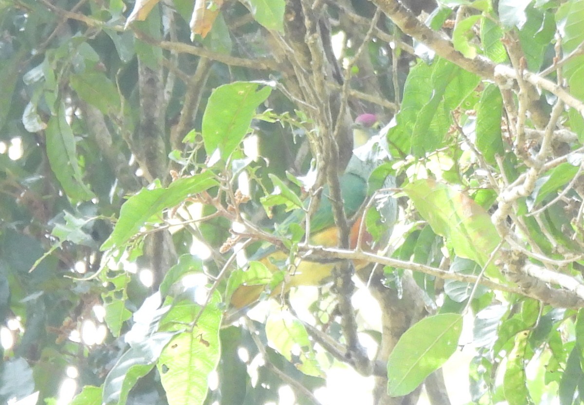 Rose-crowned Fruit-Dove - ML643471803