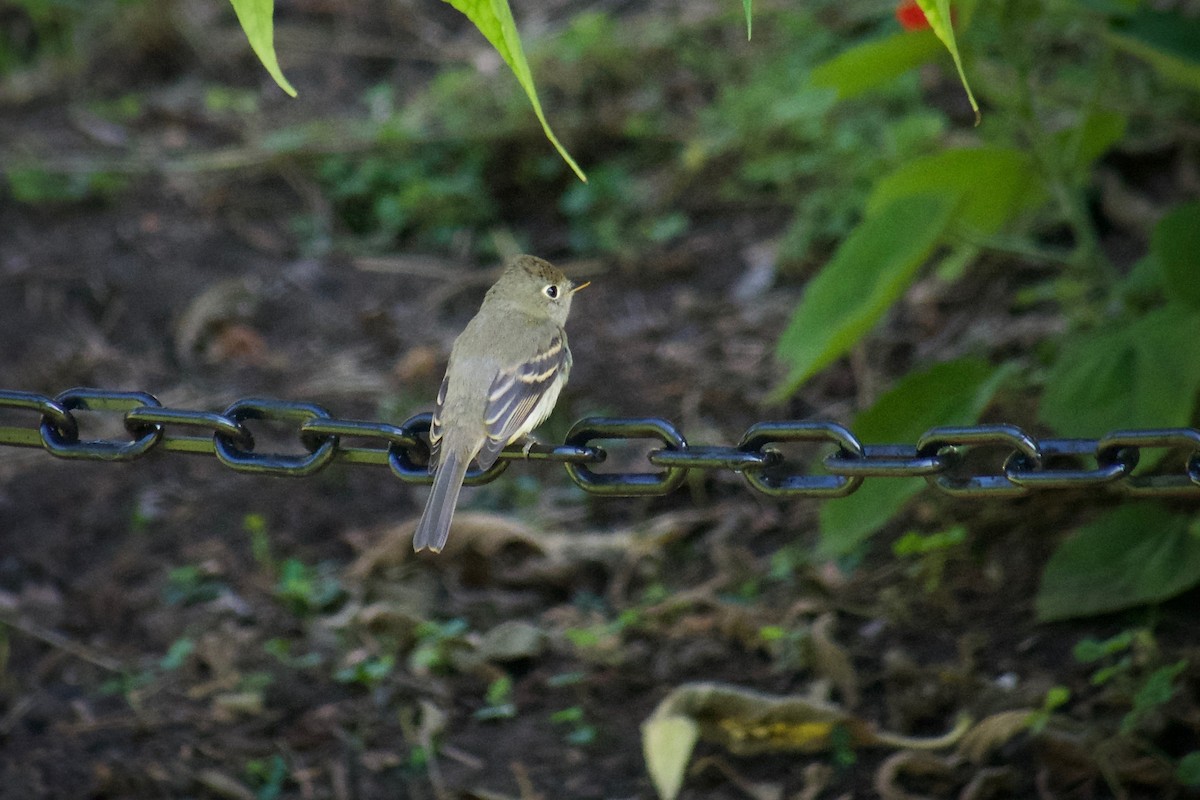 Western Flycatcher (Pacific-slope) - ML643471805