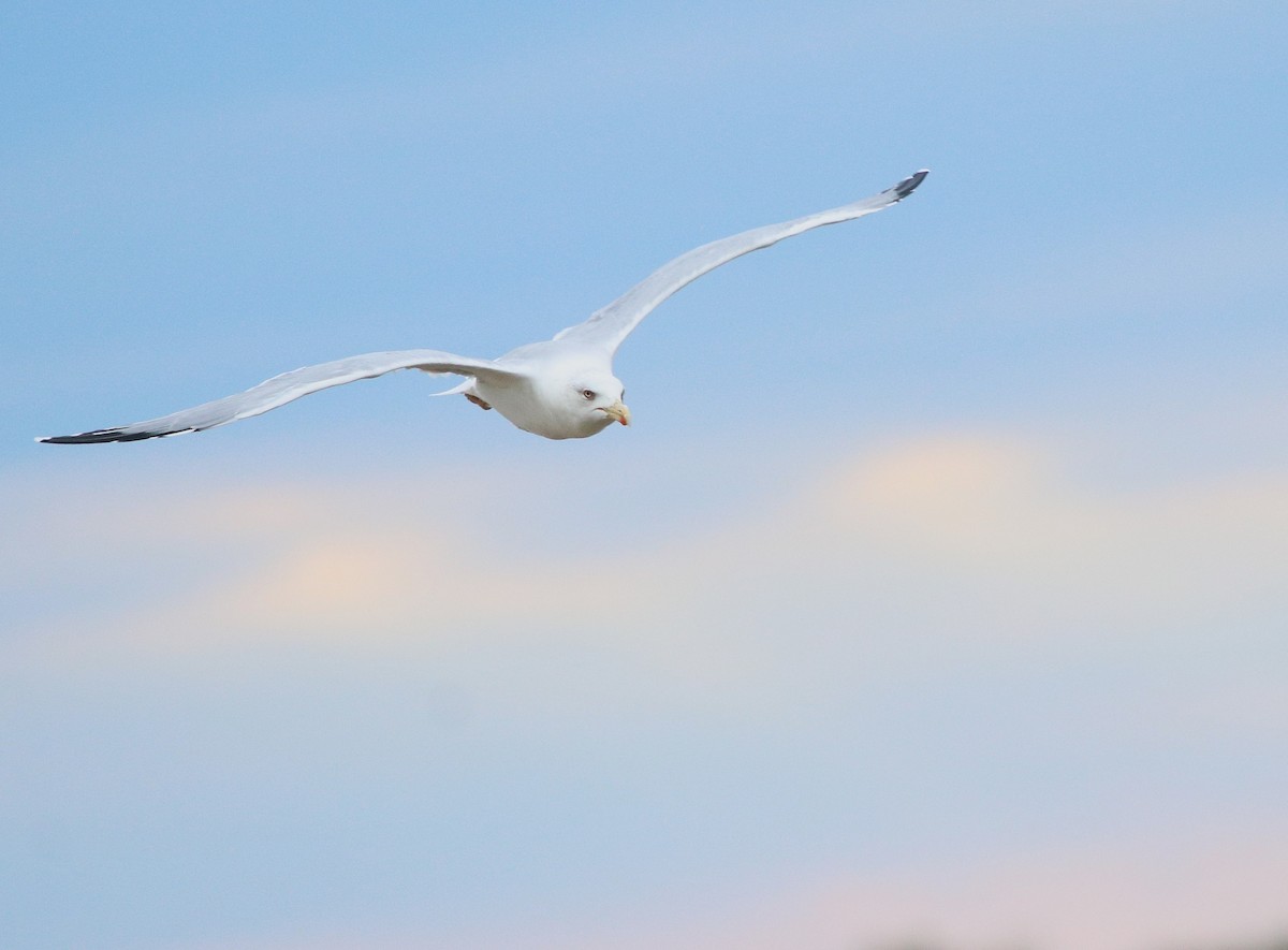 Yellow-legged Gull - ML643471810