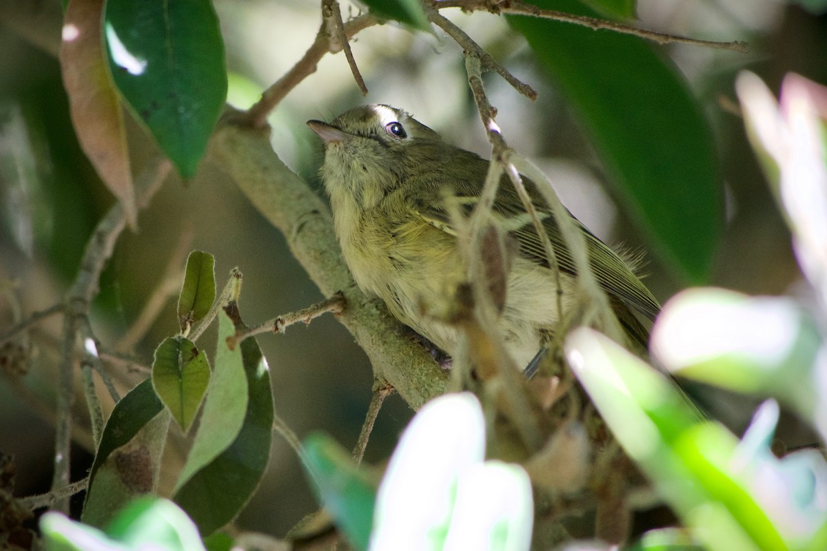 Hutton's Vireo - ML643471821