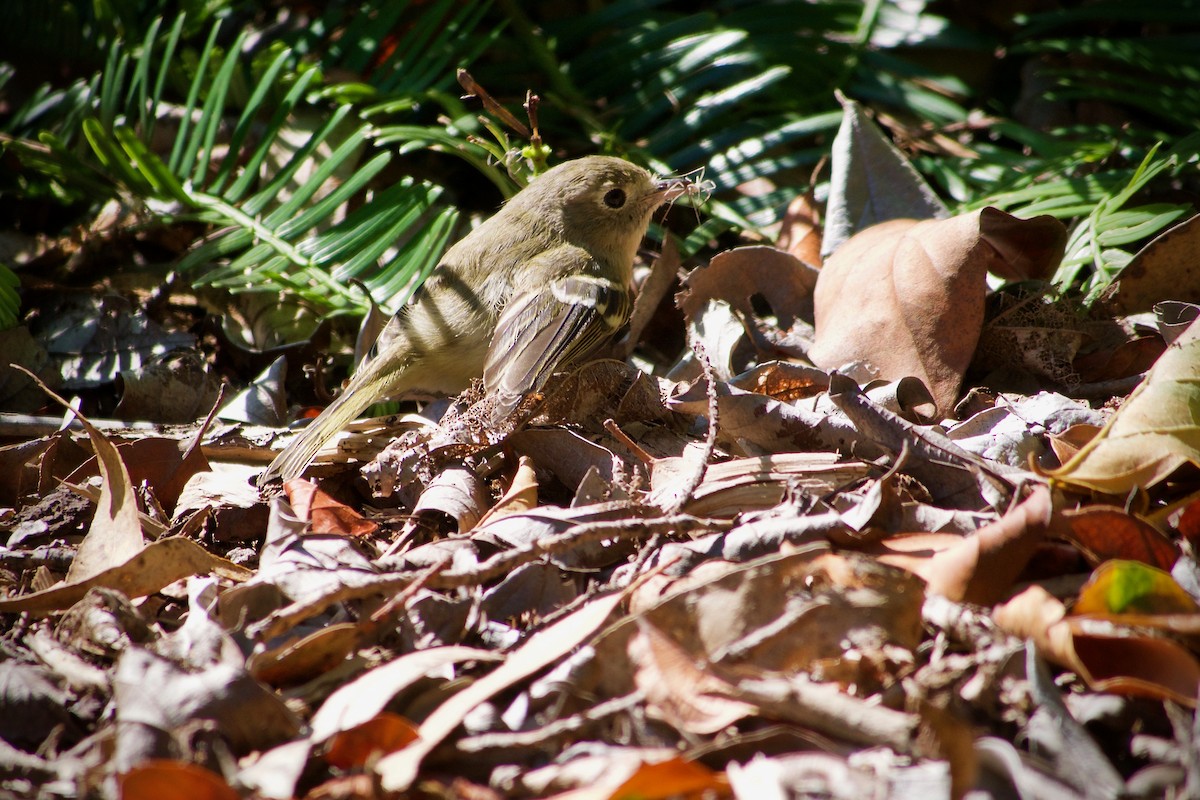 Hutton's Vireo - ML643471828