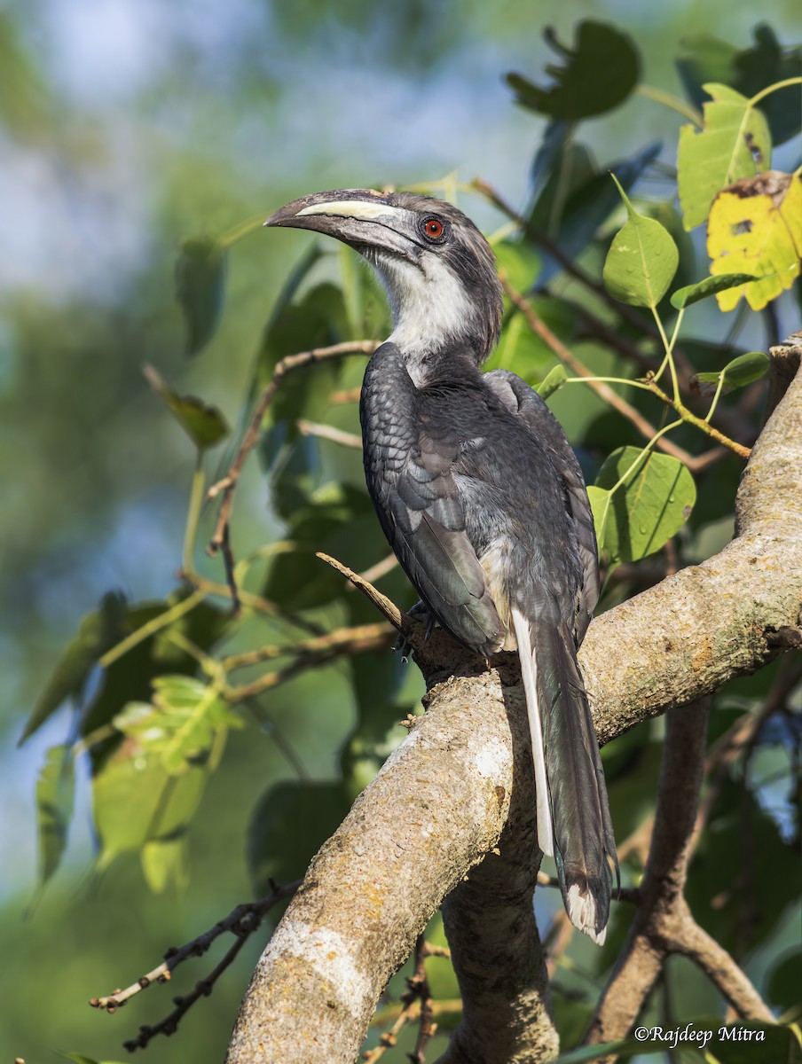 Sri Lanka Gray Hornbill - ML643471829