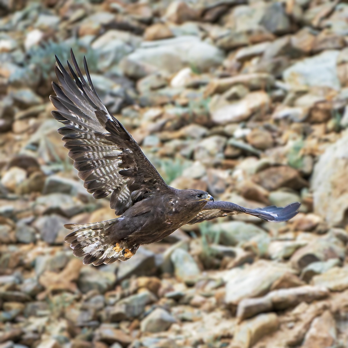 Upland Buzzard - ML643471831