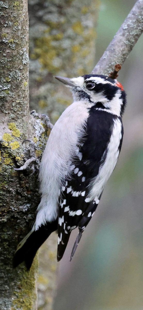 Downy Woodpecker - ML643471832
