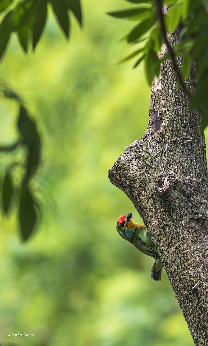 Crimson-fronted Barbet - ML643471838