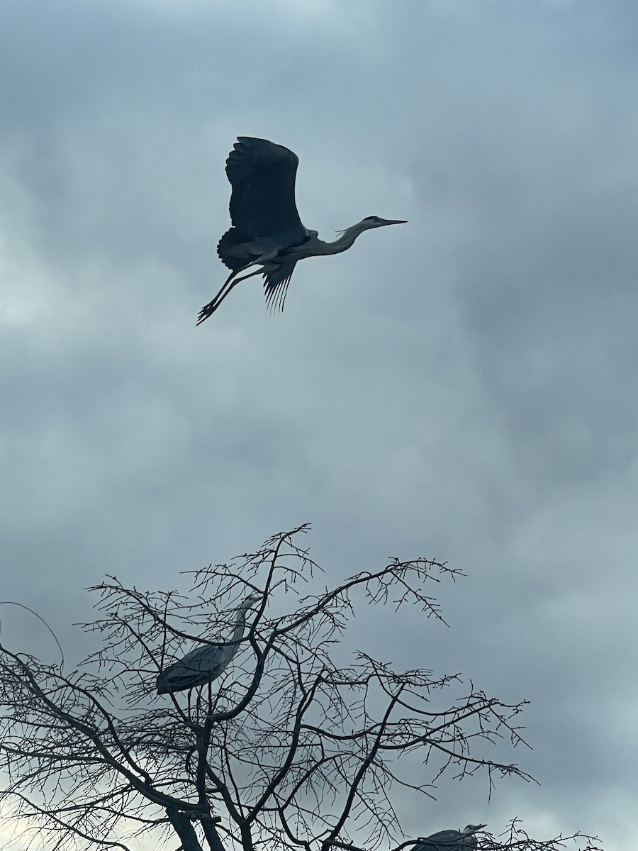 Gray Heron - ML643471841