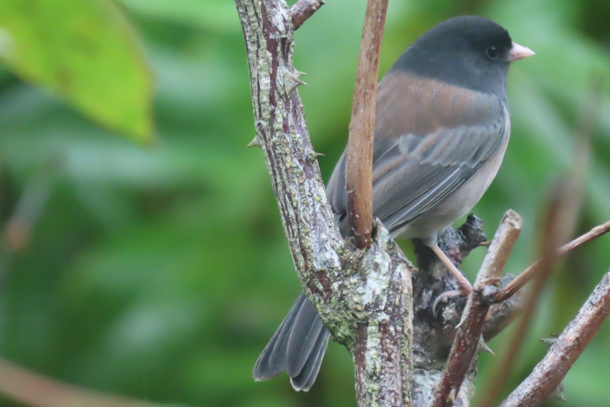Dark-eyed Junco - ML643471842