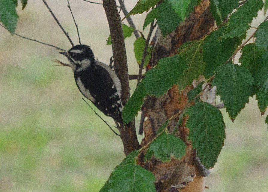 Downy Woodpecker - ML643471843