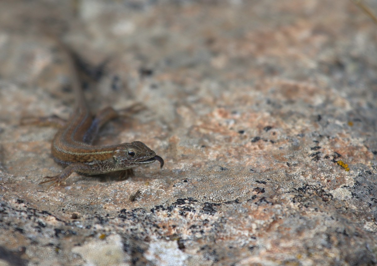 Snake-eyed Lizard - ML643471848